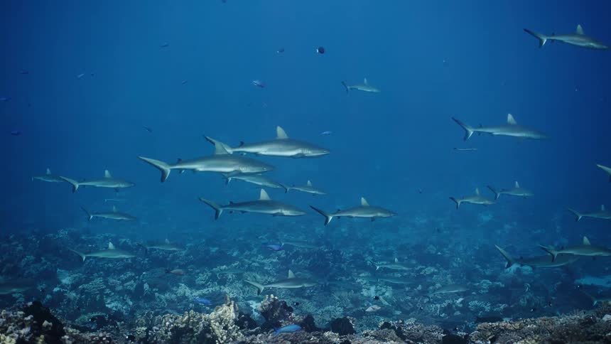 School of sharks swimming over the seabed with smaller fish