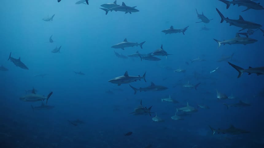 A group of sharks swimming in the ocean