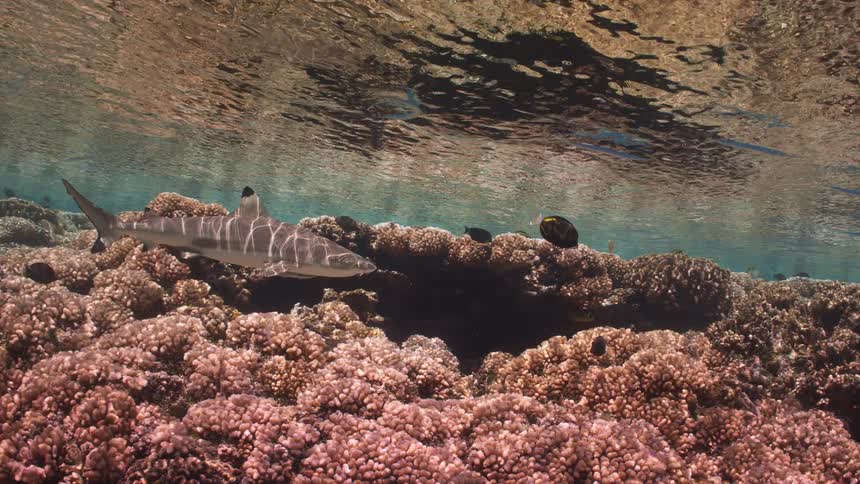 Small shark swimming above colorful coral reef in clear water