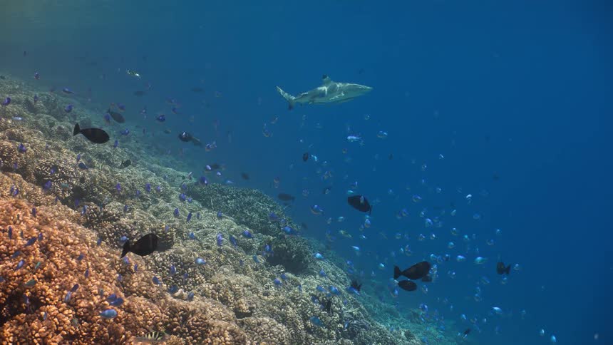 Shark swimming over the seabed with smaller fish