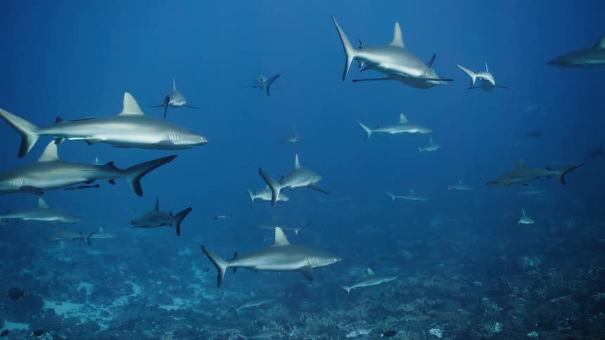 School of sharks swimming over the seabed