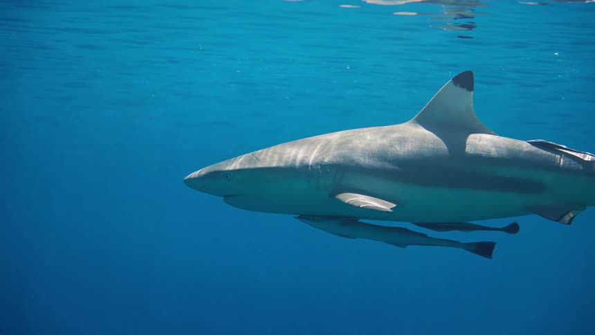 Shark swimming with her babies just below the water surface as sunlight shines from above