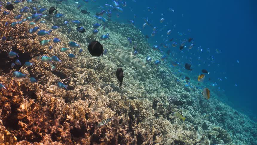 Shark swimming near coral reef surrounded by various fish in clear water