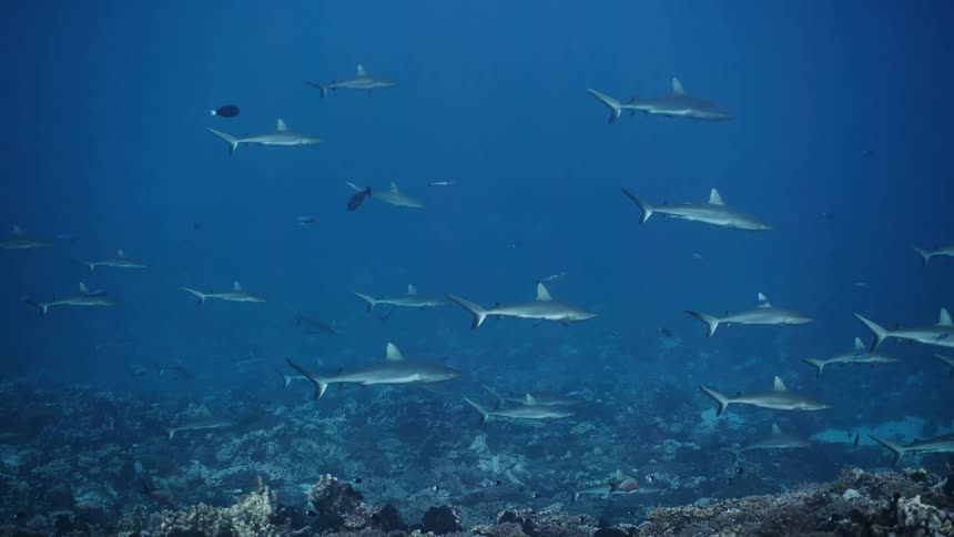 Sharks clustered swimming above coral reef