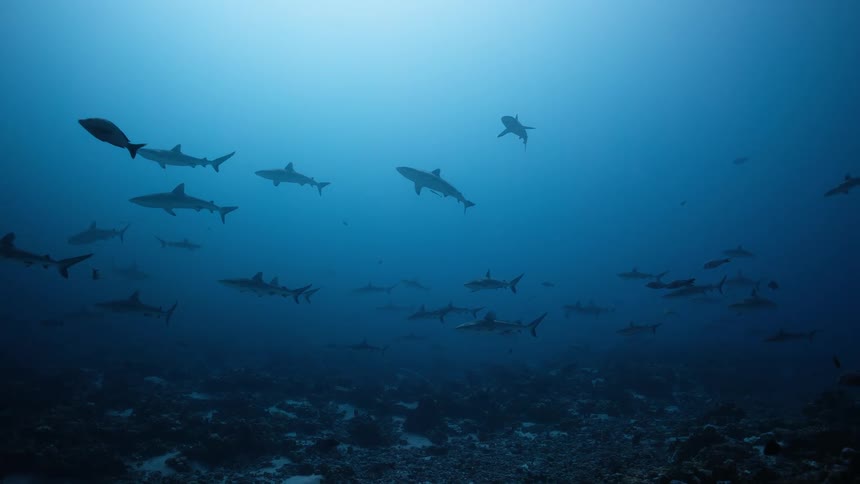 Group of sharks swims in deep water over the seabed