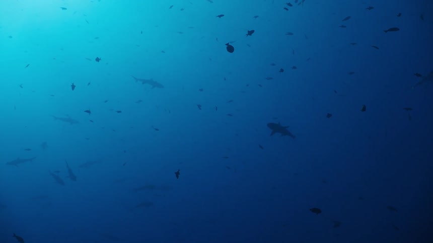 Sharks swim in deep water with scattered fish around