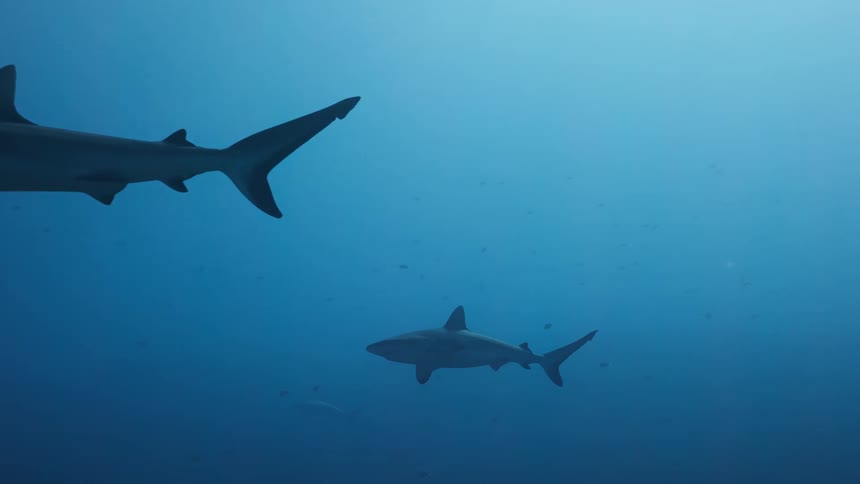 Sharks and small fish swim underwater as light shines above