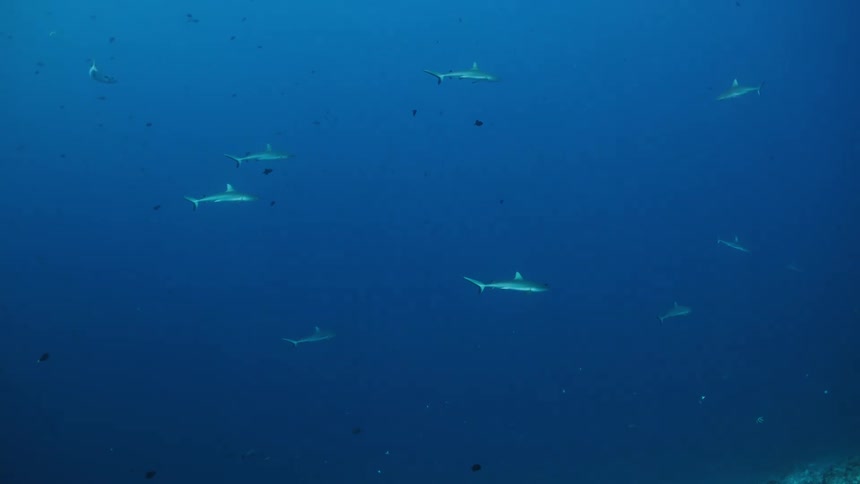Sharks swim scattered in deep blue water