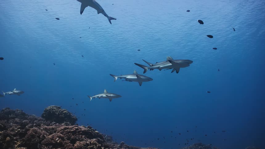 A group of sharks swimming in the ocean