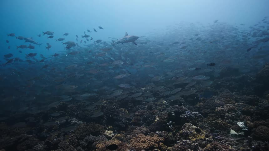 School of fish with sharks above coral reef