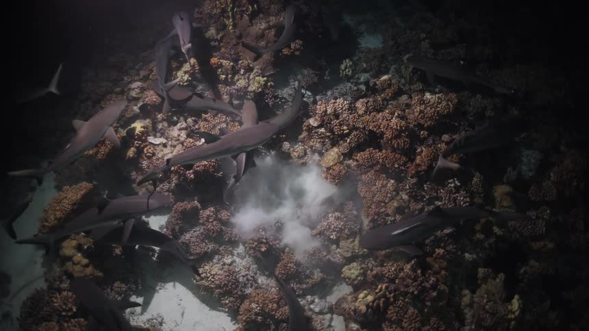 Group of sharks swims over a coral reef in deep water