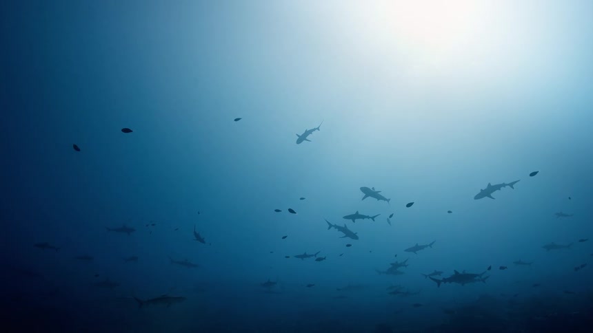 Sharks and fish swim in the water as light shines from above