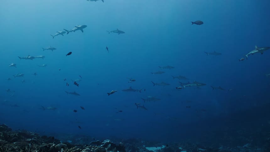 Several sharks swim in open sea above a reef
