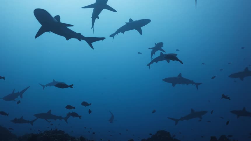A view from below showing the silhouettes of many sharks swimming in various directions through deep blue water with small fish scattered throughout the scene