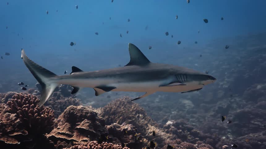 Shark swimming over the seabed with small fish