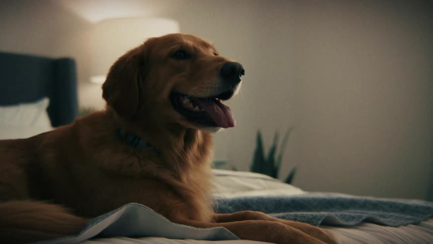 A golden retriever lying on a bed inside a bedroom as a person walks in to pet it with a lamp illuminating the room from behind