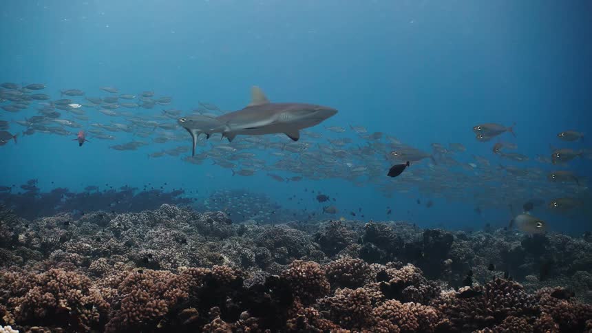 A grey shark swims through clear blue water above a textured coral reef with a large school of small fish scattered in the background