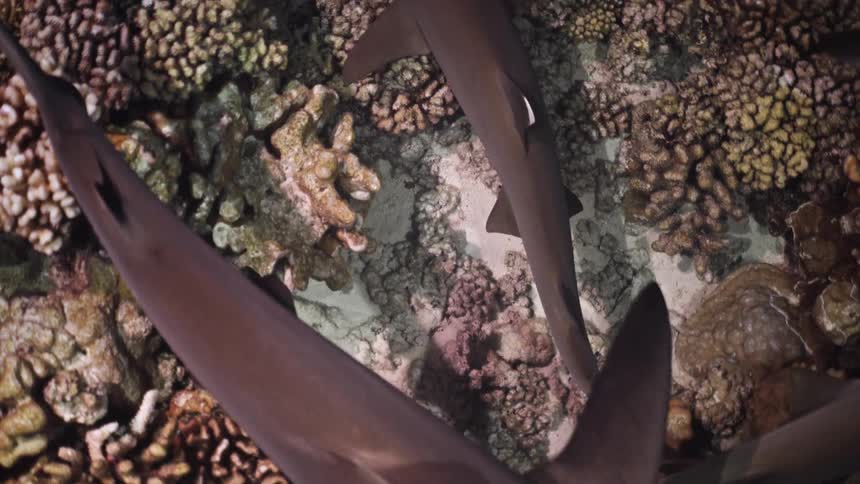Sharks swimming above colorful coral reef