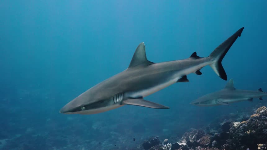 Sharks swimming over the seabed