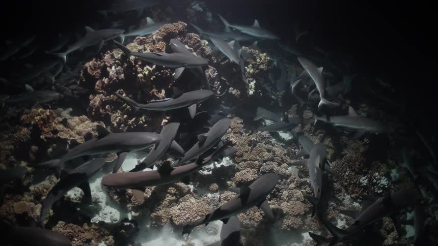 A large pack of grey reef sharks swims together over a colorful coral reef on the ocean floor in dark water at night