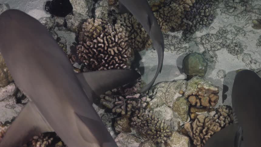 Sharks swim over coral reefs in shallow water