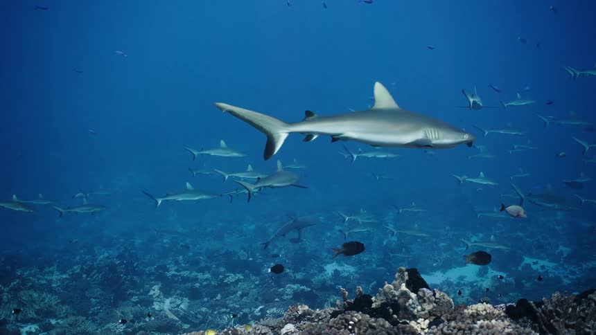 Numerous grey reef sharks glide through deep blue ocean water