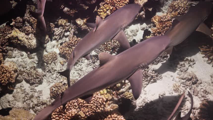 Sharks swimming over coral and vegetation on the seabed