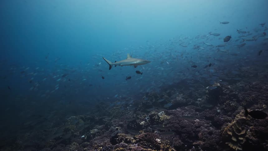 A grey shark swims steadily over a crowded coral reef while surrounded by a large school of small fish in the deep blue ocean