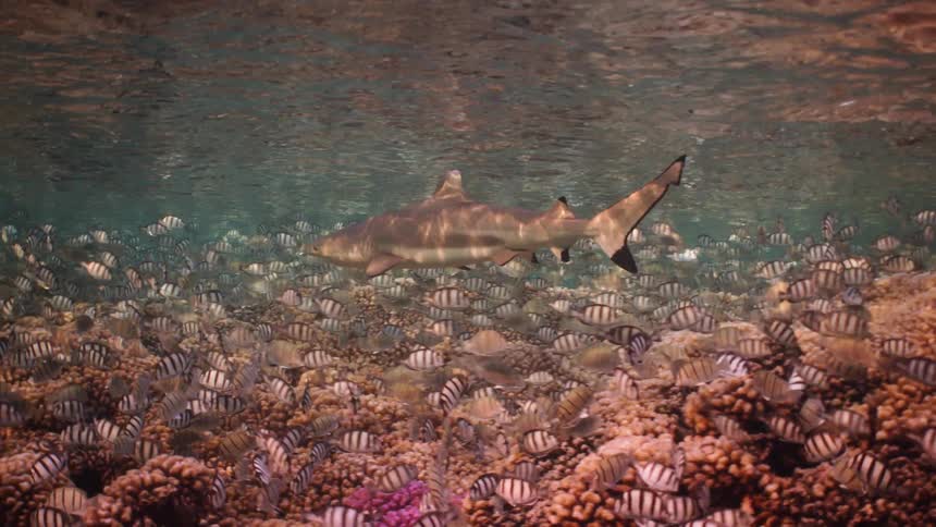 A blacktip reef shark swims slowly over a dense school of fish