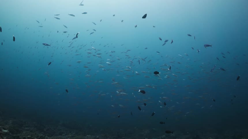 A large school of small silver fish swims in deep blue water over a dark rocky seabed while light from the surface creates a bright glow above the marine life