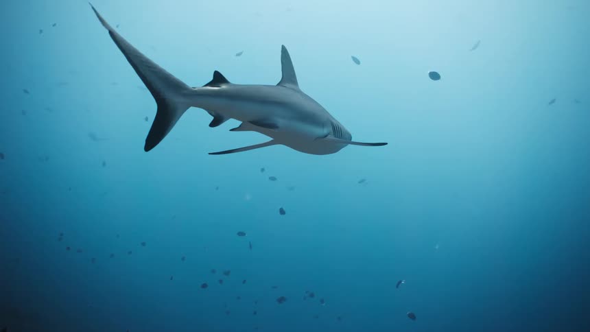 A grey shark swims through clear blue water above a textured coral reef with small fish scattered in the background