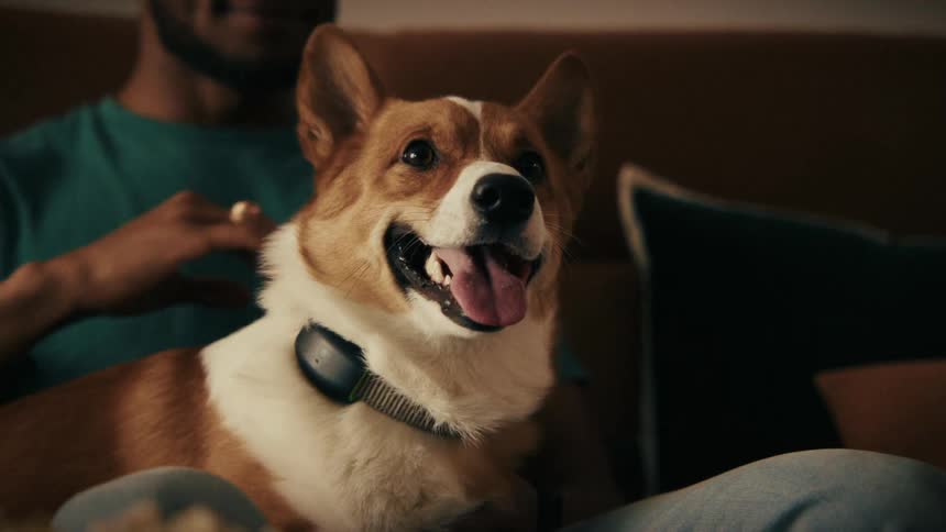 A close view of a corgi with a black collar sitting on a couch next to a man who gently pets its back in a dimly lit room