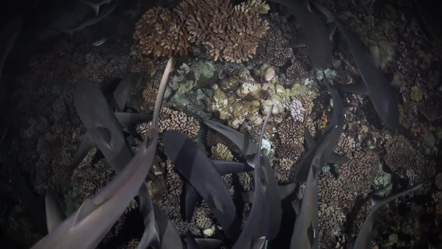 Group of sharks circles over coral reefs in deep water
