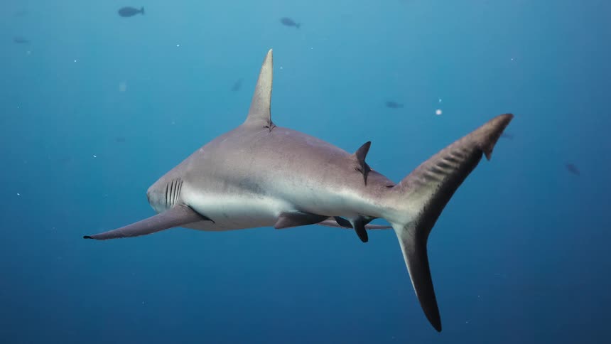 Shark swimming underwater with other fish in the distance