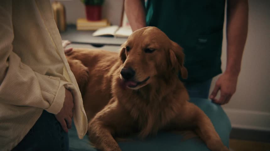 A golden retriever sits on a blue exam table while a veterinarian in green scrubs and a woman in a cream shirt comfort the pet