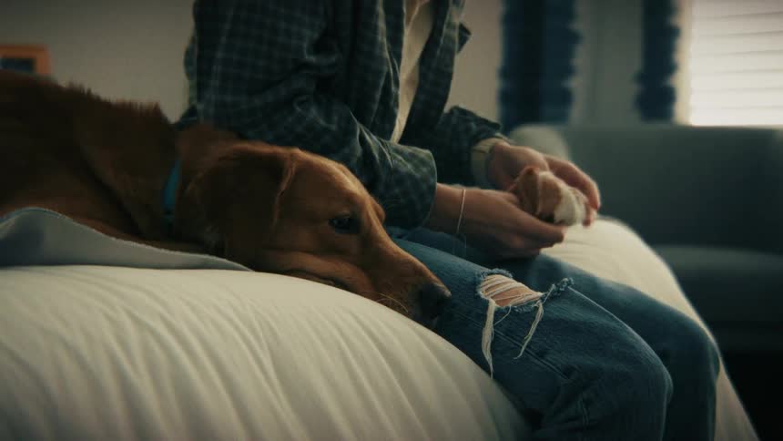 Person pets a dog lying on a bed indoors