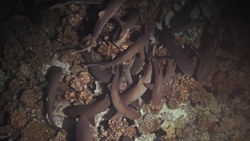 A pack of whitetip reef sharks swarms over a dark coral reef at night