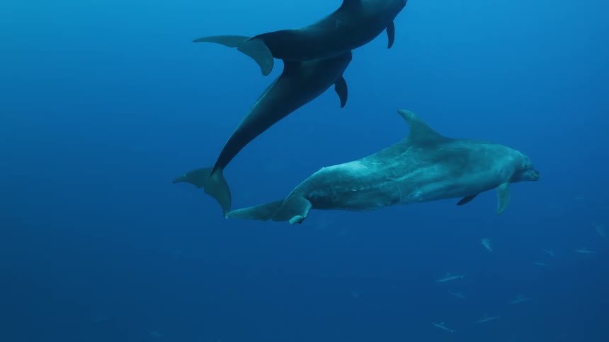 A small group of dolphins swims gracefully through the deep blue ocean