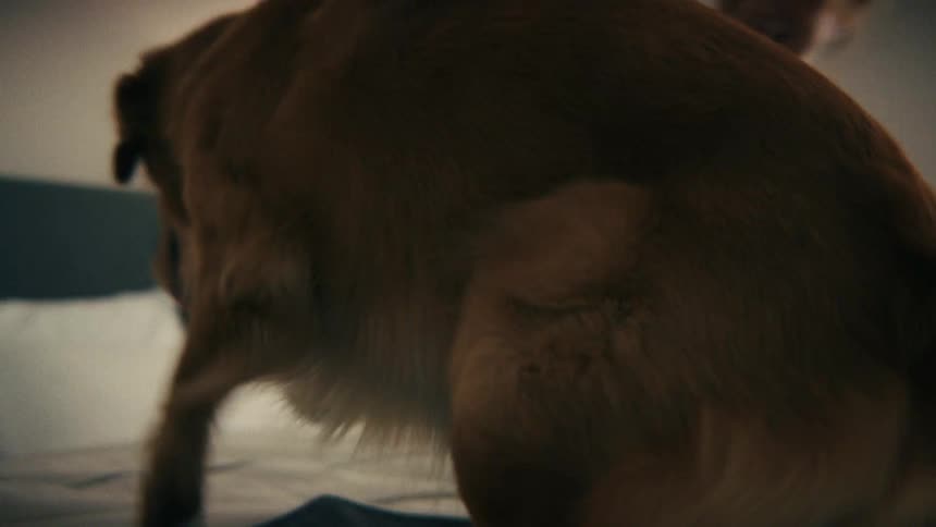 Golden retriever follows owner into a bedroom and jumps onto the bed