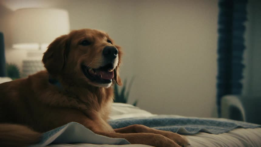 Dog lying on a bed with mouth open in an indoor lit setting