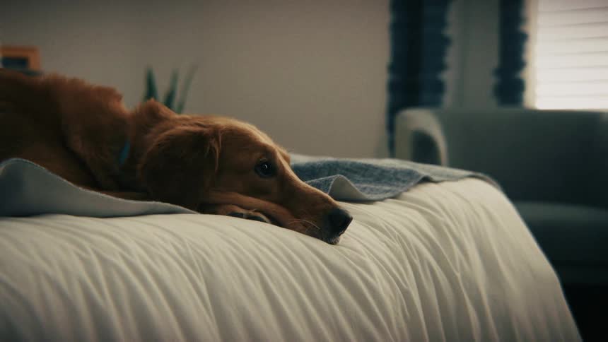 Person sitting on bed with dog resting on lap
