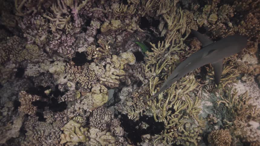 Shark swims over coral reefs in deep water