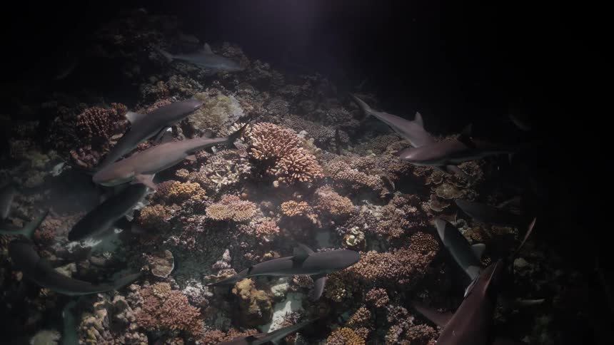 A pack of reef sharks swims actively over a coral reef as a light source illuminates their grey bodies and sharp fins in the deep ocean