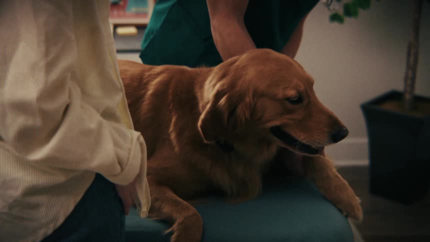 Two people hold a dog resting on their laps indoors