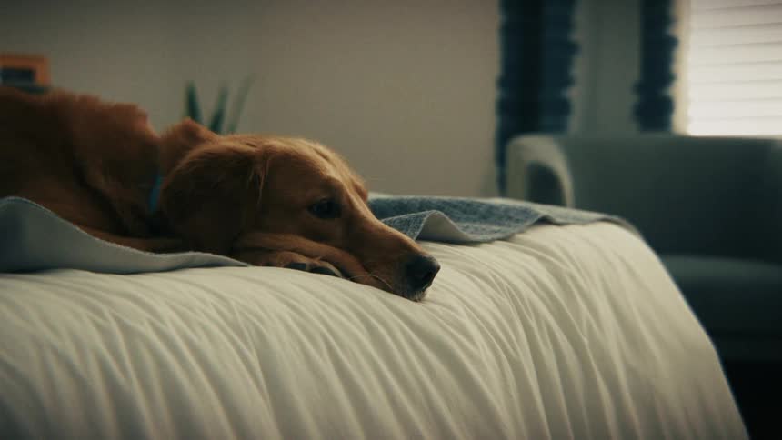Dog laying on the bed in a bedroom