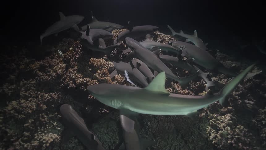 Group of sharks swimming above coral reef illuminated in nighttime setting