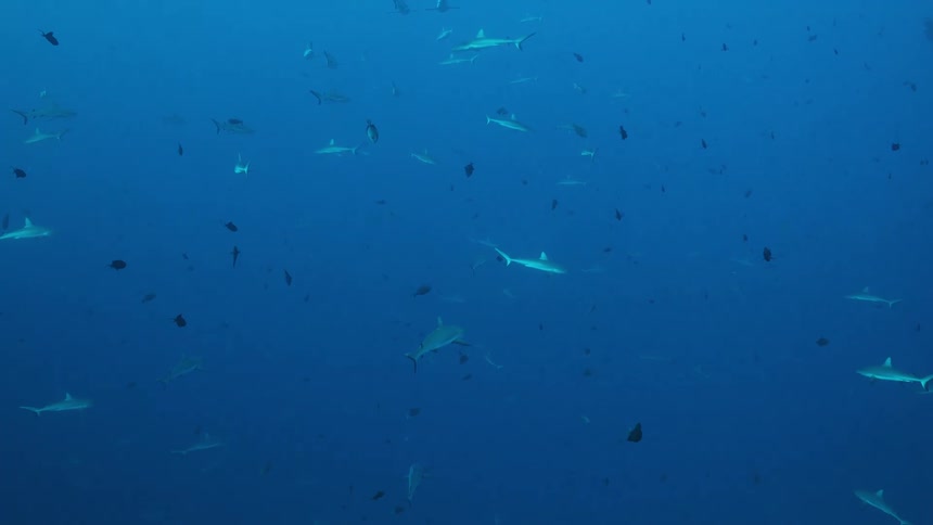 School of sharks swimming in deep waters