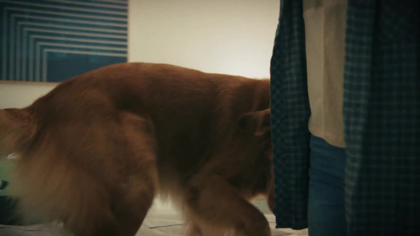 A golden retriever with a blue collar follows a woman into a bedroom and jumps onto a bed with a blue blanket while she sits down next to the dog
