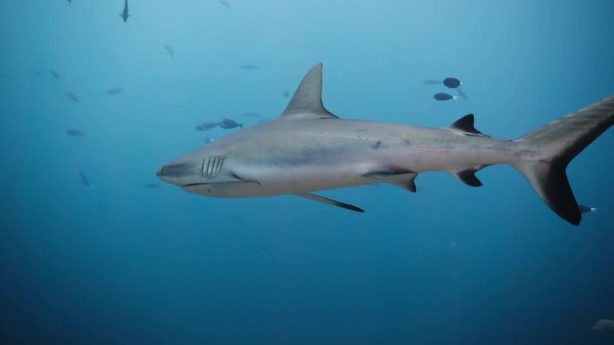 A large grey shark swims through the deep blue ocean while surrounded by several small fish