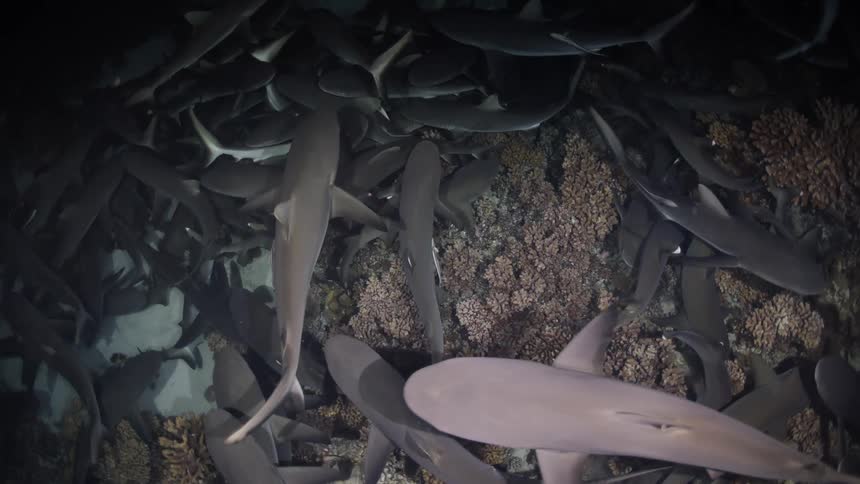 A large group of whitetip reef sharks swarms over a coral reef at night as they hunt for prey among the rocks and crevices in the dark water